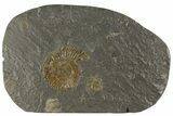 Dactylioceras Ammonite - Posidonia Shale, Germany #180318-1